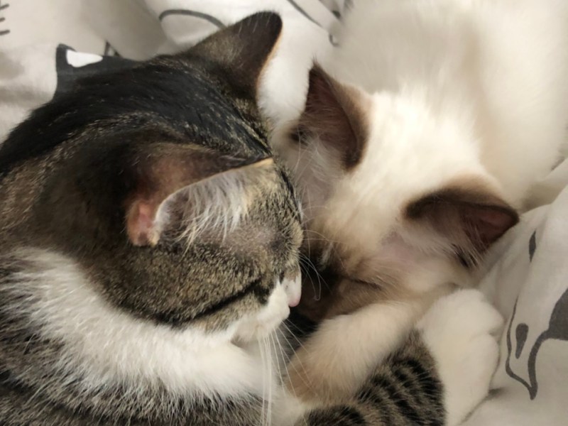 Lillys Geschichten #1