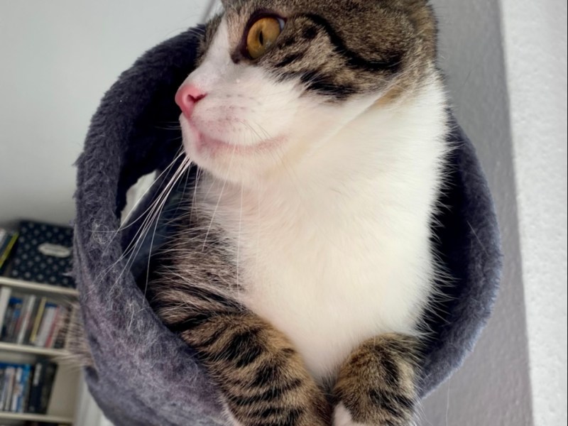 The Story behind the Kratzbaumrolle – Teddys Geschichten&nbsp;#2